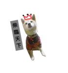 Pig shibe lnu 2（個別スタンプ：12）