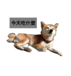 Pig shibe lnu 2（個別スタンプ：17）