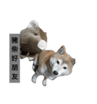 Pig shibe lnu 2（個別スタンプ：25）