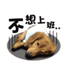 Muji dachshund（個別スタンプ：16）