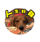 Muji dachshund（個別スタンプ：19）