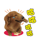 Muji dachshund（個別スタンプ：23）