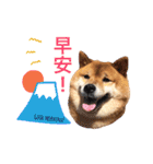 Shibainu Littlebao 2（個別スタンプ：1）