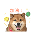 Shibainu Littlebao 2（個別スタンプ：5）