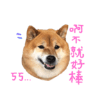 Shibainu Littlebao 2（個別スタンプ：12）