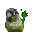 Momo＆Siousiou are conures（個別スタンプ：2）