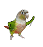 Momo＆Siousiou are conures（個別スタンプ：3）