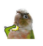 Momo＆Siousiou are conures（個別スタンプ：5）