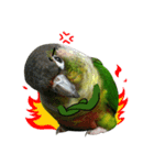 Momo＆Siousiou are conures（個別スタンプ：8）