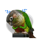 Momo＆Siousiou are conures（個別スタンプ：11）