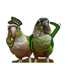 Momo＆Siousiou are conures（個別スタンプ：12）