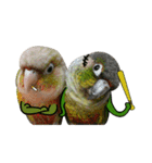 Momo＆Siousiou are conures（個別スタンプ：16）