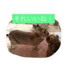 うさぎのラヴィ3（個別スタンプ：9）