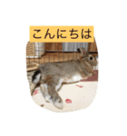 うさぎのラヴィ3（個別スタンプ：10）