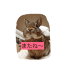 うさぎのラヴィ3（個別スタンプ：11）