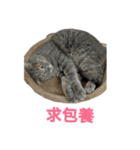 Big house Small house Cat（個別スタンプ：22）