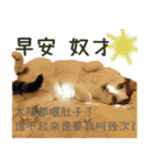 WU CATS（個別スタンプ：1）