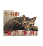 WU CATS（個別スタンプ：5）