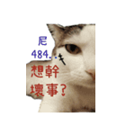 WU CATS（個別スタンプ：6）