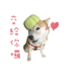 Pudding Is A Dog（個別スタンプ：12）