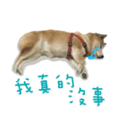 Pudding Is A Dog（個別スタンプ：15）