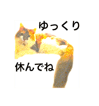 気ままな猫達5（個別スタンプ：1）