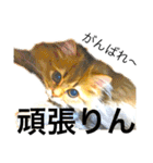 気ままな猫達5（個別スタンプ：27）