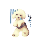 feejing of poodle（個別スタンプ：1）