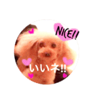 feejing of poodle（個別スタンプ：3）