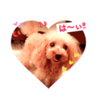 feejing of poodle（個別スタンプ：4）