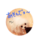 feejing of poodle（個別スタンプ：7）