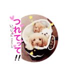 feejing of poodle（個別スタンプ：8）