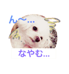 feejing of poodle（個別スタンプ：9）