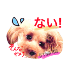 feejing of poodle（個別スタンプ：10）