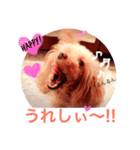 feejing of poodle（個別スタンプ：13）