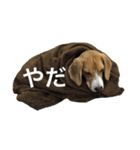 ビーグル犬 太郎丸 その1（個別スタンプ：15）