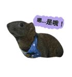 The Talking Squirrel（個別スタンプ：5）