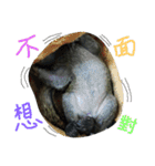 The Talking Squirrel（個別スタンプ：11）