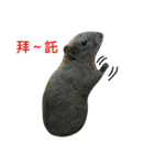 The Talking Squirrel（個別スタンプ：15）