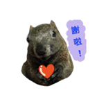 The Talking Squirrel（個別スタンプ：17）