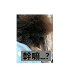 Gray Poodle so cute（個別スタンプ：6）