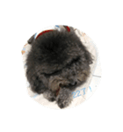 Gray Poodle so cute（個別スタンプ：8）