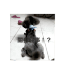 Gray Poodle so cute（個別スタンプ：9）