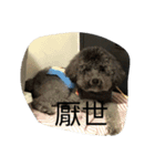 Gray Poodle so cute（個別スタンプ：13）