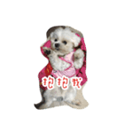 Dog-LaoDa（個別スタンプ：2）