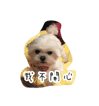 Dog-LaoDa（個別スタンプ：3）