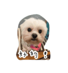 Dog-LaoDa（個別スタンプ：8）