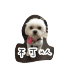 Dog-LaoDa（個別スタンプ：11）