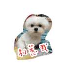 Dog-LaoDa（個別スタンプ：12）