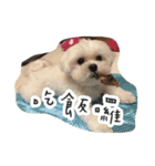 Dog-LaoDa（個別スタンプ：14）